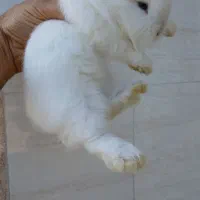 خرگوش لوپ (ارسال ساری تا گرگان)