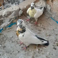 هوایی