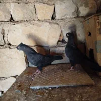 یک جفت کبوتر زاغ آبادانی اصیل