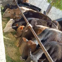 ۲۳راس،گوساله لاغردورگ‌،وسیاه‌مال