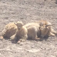 با سلام هرکی بز خواست در خدمت هر بزی ۵۹تا هستن