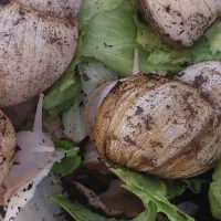 حلزون البینو سرحال واماده تخم ریزی