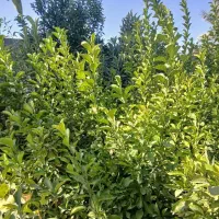 130 متر با جواز آماده ساخت نارمک املاک آماج