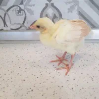 جوجه طاووس دو هفته ای