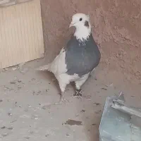 ۱ عدد طوقی ماده گوشواره دار بدون غلط