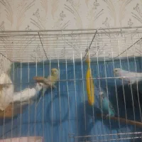 ۴ تا مرغ عشق