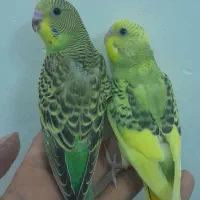 فروش یک جفت مرغ عشق