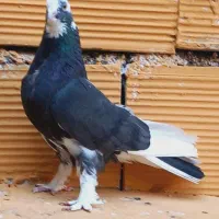 کفتر