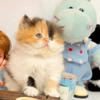 گربه پرشین کوچولو|گربه|قزوین, |دیوار