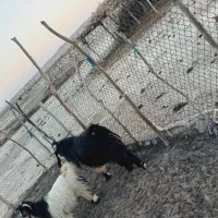 یک سورین داشتی برا فروش