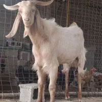 کهره نر پروار آماده کشتار