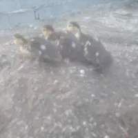 اردک اسداییلی