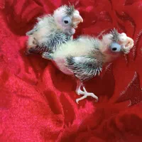 جوجه عروس هلندی
