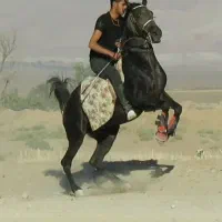 اسب