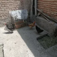 سه عدد مرغ محلی