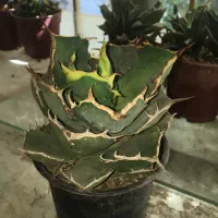 آگاو تیتاناتو