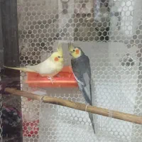 عروس هلندی تخم گذار