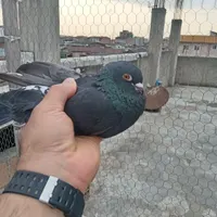 فروش کبوتر گله ای ب صورت یکجا قیمت مناسب|پرنده|قائم‌شهر, |دیوار