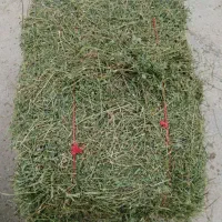 یونجا