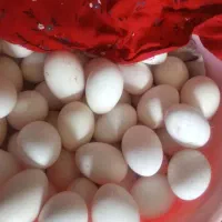 تخم مرغ محلی مخاعو