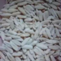 گندم دیم