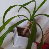 گل و گلدون