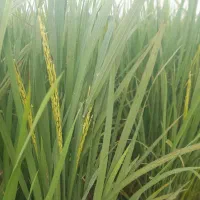 برنج با چک برای خانواده ده ها  وزن کم