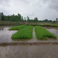 فروش توم در سنگر