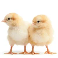 جوجه یک‌روزه گوشتی  تضمینی و با کیفیت
