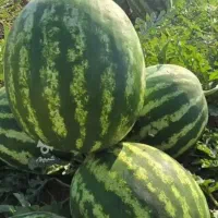 هندوانه به شرط کله