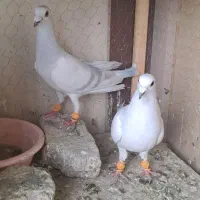 یک جفت نر ماده پاکستانی قیمت ۳۵۰۰