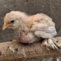جوجه یوسل بلژیکی