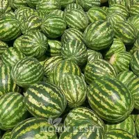 راهنمایی خرید هندوانه برای موکب زائرین