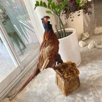 قرقاول خشک کرده تزیینی‌