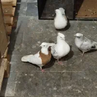 کبوتر