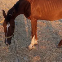 فروش مادیان