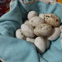 تخم قوغاز اکراینی