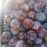 آلو سیاه درجه یک زیر قیمت بازار