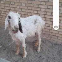 میش فروشی
