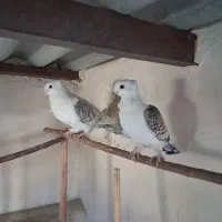 کبوتر بلژیکی