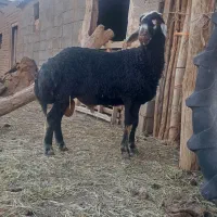 بره قوچ موفر