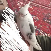 عروس هلندی گم شده