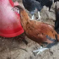 خروس جوان