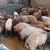 بره زنده