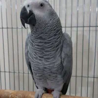 کاسکو سخنگو خیلی رام و دستی بالای ۳۰۰ کلام