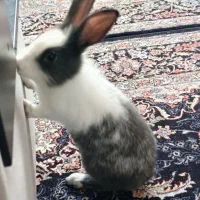 خرگوش|موش و خرگوش|گرگان, |دیوار