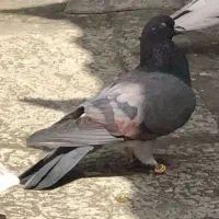 کفتر پریده ساعت سنگین