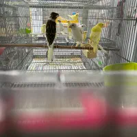 فروش تعداد ۹۰ عددقناری