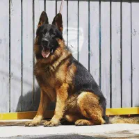 توله ژرمن مو کلاسیک