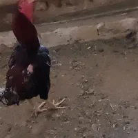 فروش یا معاوضه خروس لاری